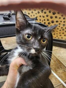 Pandora $50 -  Domestic Short Hair Cat for Adoption in Seneca, South Carolina - Pandora $50 | PetCurious