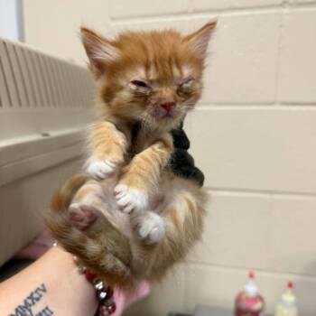 Squid -  Domestic Short Hair Cat for Adoption in Reno, Nevada - Squid | PetCurious