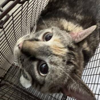 Domestic Short Hair Cats Available for Adoption in Des Moines, Iowa - Harriet | PetCurious