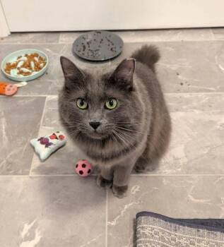 Nimbus -  Domestic Long Hair Cat for Adoption in Carnegie, Pennsylvania - Nimbus | PetCurious