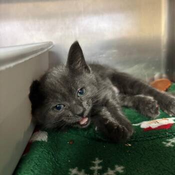 Domestic Short Hair Cats Available for Adoption in Lakeland, Florida - Earl | PetCurious