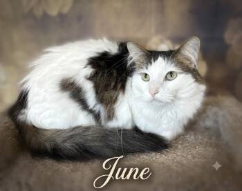 June -  Domestic Medium Hair Cat for Adoption in Aurora, Nebraska - June | PetCurious