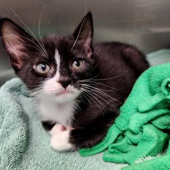Virgil -  Domestic Medium Hair Cat Available for Adoption - Virgil | PetCurious