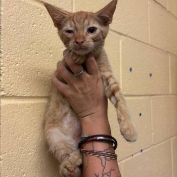 Dran -  Domestic Short Hair Cat for Adoption in Memphis, Tennessee - Dran | PetCurious