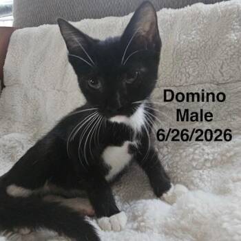 Domino -  Domestic Short Hair Cat for Adoption in League City, Texas - Domino | PetCurious