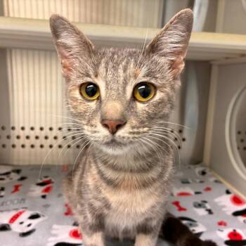 Domestic Short Hair Cats Available for Adoption - Aaliyah | PetCurious