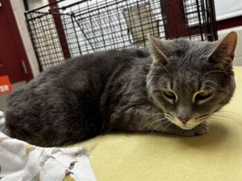 Domestic Short Hair Cats Available for Adoption in Colorado Springs, Colorado - SOFIA | PetCurious