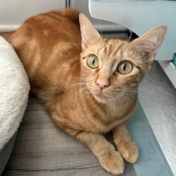 Rescue Domestic Short Hair Cats for Adoption in Liverpool, Texas - Noodles | PetCurious