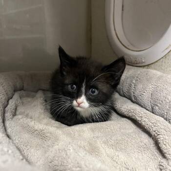 Domestic Short Hair Cats Available for Adoption in Yuma, Arizona - Hyde | PetCurious