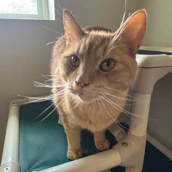 Jack -  Domestic Short Hair Cat for Adoption in New York, New York - Jack | PetCurious