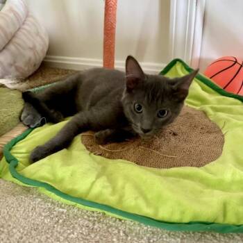 PURPLE RAIN -  Domestic Short Hair Cat for Adoption in Greenfield, Indiana - PURPLE RAIN | PetCurious