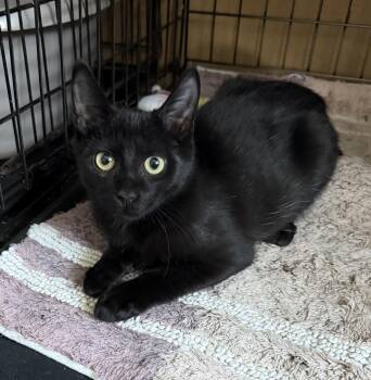 Kiran - Riley Fuzzell -  Domestic Short Hair Cat for Adoption in Spring, Texas - Kiran - Riley Fuzzell | PetCurious