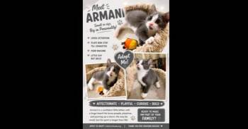 Armani -  Domestic Short Hair Cat for Adoption in Ruskin, Florida - Armani | PetCurious