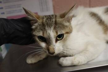 PUMA -  Domestic Short Hair Cat for Adoption in Columbia, South Carolina - PUMA | PetCurious