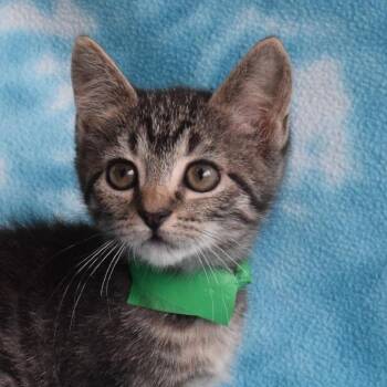 Frida (52669) -  Domestic Short Hair Cat for Adoption in Eureka, California - Frida (52669) | PetCurious