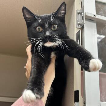 Mayhem -  Domestic Short Hair Cat for Adoption in Durango, Colorado - Mayhem | PetCurious