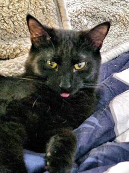 Brownie -  Domestic Short Hair Cat for Adoption in Pittsburgh, Pennsylvania - Brownie | PetCurious