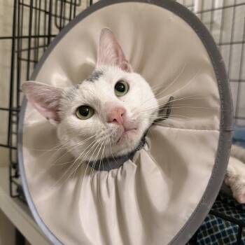 Iorek Byrinson -  Domestic Short Hair Cat for Adoption in Philadelphia, Pennsylvania - Iorek Byrinson | PetCurious