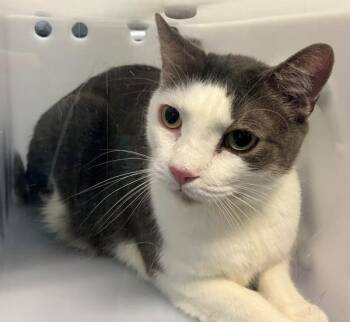 Bean -  Domestic Short Hair Cat for Adoption - Bean | PetCurious