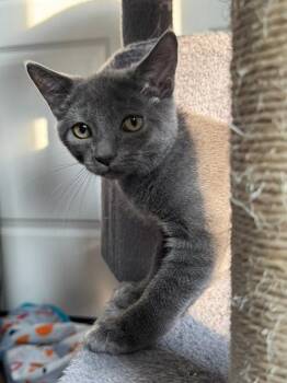 John -  Domestic Short Hair Cat for Adoption in Bethel Park, Pennsylvania - John | PetCurious