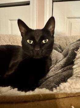 Rescue Domestic Short Hair Cats for Adoption in Jacksonville, Florida - Salem | PetCurious