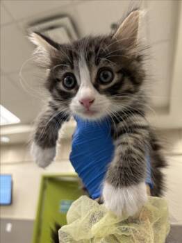 LEO -  Domestic Short Hair Cat for Adoption in Las Vegas, Nevada - LEO | PetCurious