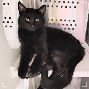 Donkey -  Domestic Medium Hair Cat for Adoption in Dearborn, Michigan - Donkey | PetCurious