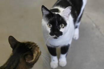 Stinker -  Domestic Short Hair Cat Available for Adoption in Saint James City, Florida - Stinker | PetCurious