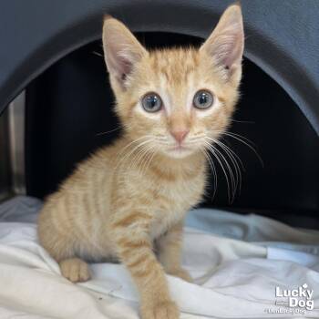 Domingo -  Domestic Short Hair Cat for Adoption in Washington, District Of Columbia - Domingo | PetCurious