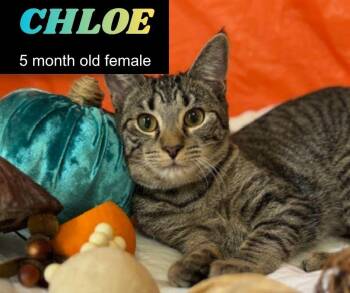 Rescue Domestic Short Hair Cats for Adoption in Roachdale, Indiana - Chloe | PetCurious