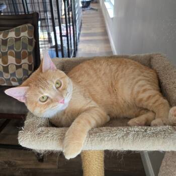 Rescue Domestic Short Hair Cats for Adoption in Union, Missouri - Newton | PetCurious