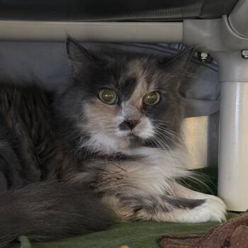 FIZZY -  Domestic Medium Hair Cat for Adoption in Las Vegas, Nevada - FIZZY | PetCurious