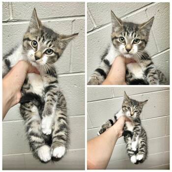 Gina -  Domestic Short Hair Cat for Adoption in Dublin, Virginia - Gina | PetCurious