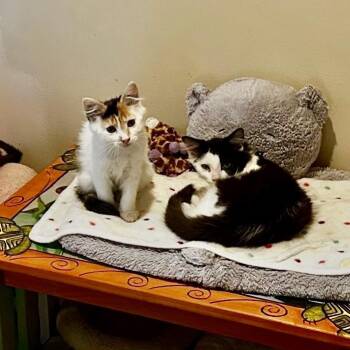 Ginny and Goose -  Domestic Short Hair and Calico Cat for Adoption in East Amherst, New York - Ginny And Goose | PetCurious