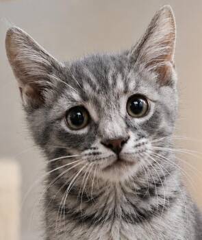 Domestic Short Hair Cats Available for Adoption in Cuyahoga Falls, Ohio - Kitten Cadet | PetCurious