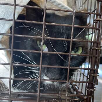 Quick Step -  Domestic Long Hair Cat for Adoption in Pasadena, California - Quick Step | PetCurious