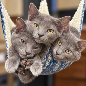 MAI TAI, TOM COLLINS, AND MOJITO -  Domestic Short Hair Cat for Adoption in Cranston, Rhode Island - MAI TAI, TOM COLLINS, AND MOJITO | PetCurious