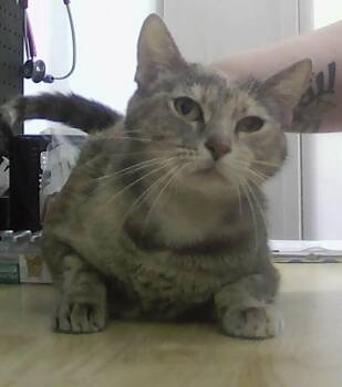 Liv -  Domestic Short Hair Cat for Adoption in Dayton, Minnesota - Liv | PetCurious