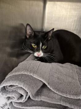 Domestic Short Hair Cats Available for Adoption in Hagerstown, Maryland - DICE | PetCurious