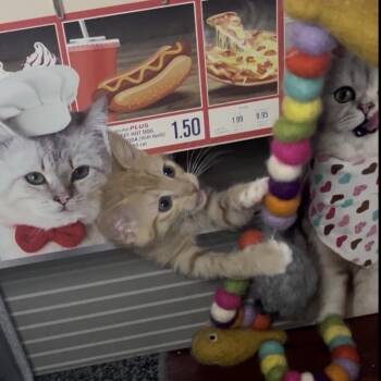 Tiger Lily -  Domestic Short Hair Cat for Adoption in Escondido, California - Tiger Lily | PetCurious