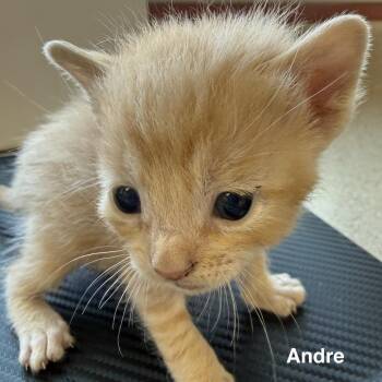 Andre -  Domestic Short Hair Cat for Adoption in Lakewood, Colorado - Andre | PetCurious