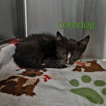 Corndog -  Domestic Short Hair Cat for Adoption in Parkersburg, West Virginia - Corndog | PetCurious