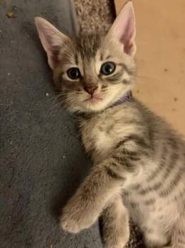 Banana -  Domestic Short Hair Cat for Adoption in Wyoming, Michigan - Banana | PetCurious