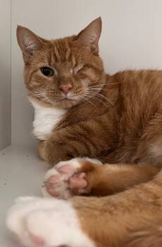 Rescue Domestic Short Hair Cats for Adoption in Huntington, Indiana - Becky | PetCurious