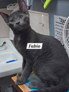 Rescue Domestic Short Hair Cats for Adoption in Greenville, Delaware - Fabio (FCID# 10/16/2025 - 64 Brandywine PS) C | PetCurious