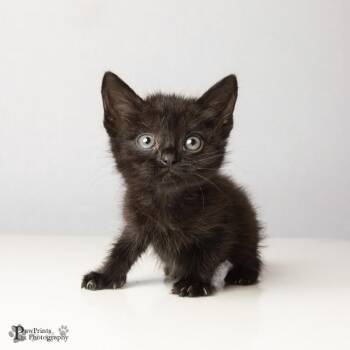 Ebony -  Domestic Short Hair Cat for Adoption in Maryville, Tennessee - Ebony | PetCurious