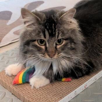 Domestic Long Hair Cats Available for Adoption - Fir | PetCurious