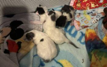 Domestic Short Hair Cats Available for Adoption in Westfield, Massachusetts - Kittens | PetCurious