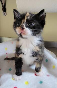Domestic Short Hair Cats Available for Adoption in Aylett, Virginia - Willow | PetCurious