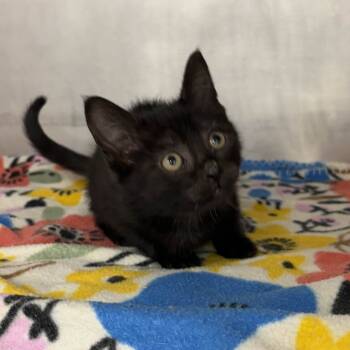 Rescue Domestic Short Hair Cats for Adoption in Beaumont, Texas - Minnie | PetCurious